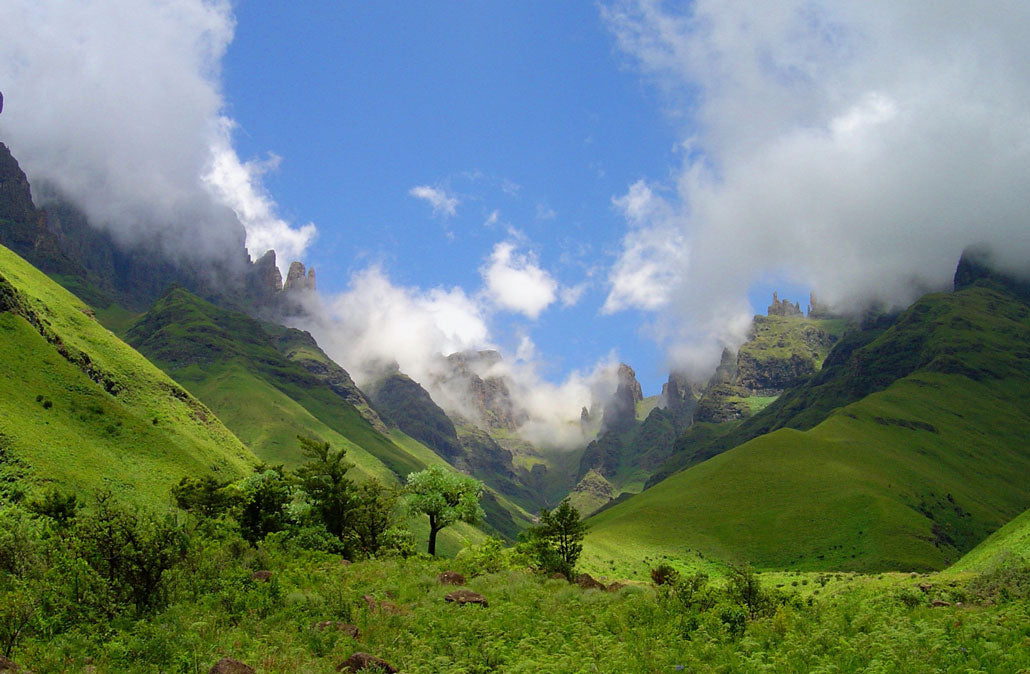 drakensberg-summer-fangs-2