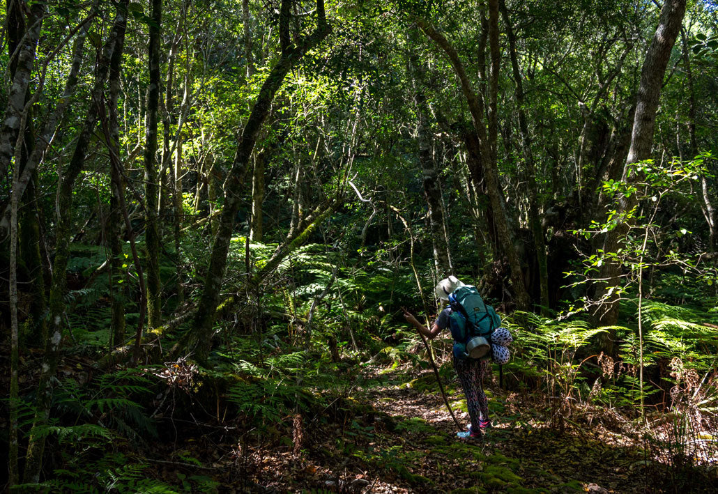 outeniqua-trail-hiker-admiring-forest