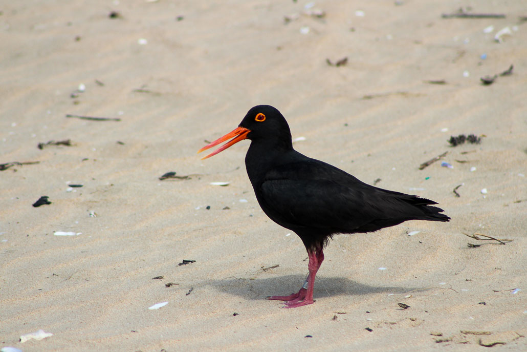 oystercatcher-trail-1