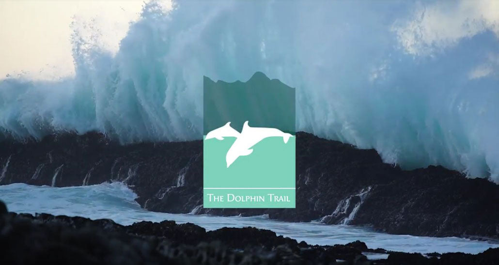 video-dolphin-trail