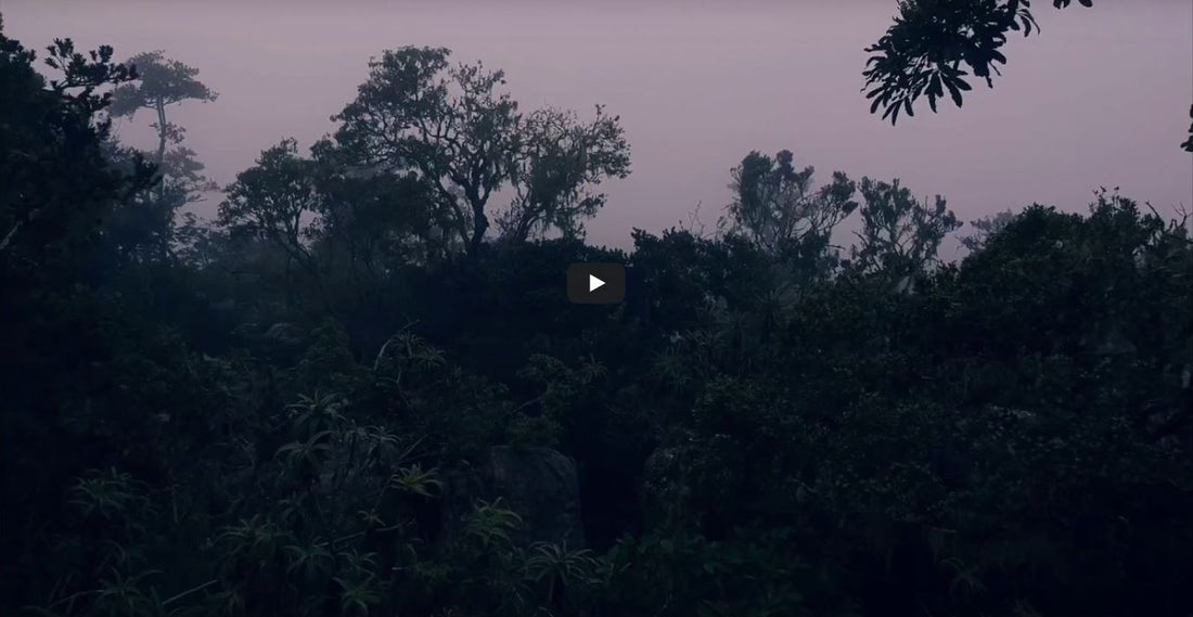 video-this-is-avonture