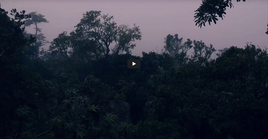 video-this-is-avonture